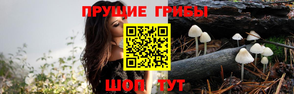 где купить наркотик  Псилоцибиновые грибы Psilocybine cubensis  Вход с VPN  Торжок  Псилоцибиновые грибы Magic Shrooms 